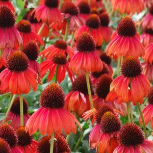 Echinacea 'Firebird', Firebird Echinacea, Coneflower 'Firebird', Red coneflower, Red Echinacea, Coneflower, Coneflowers