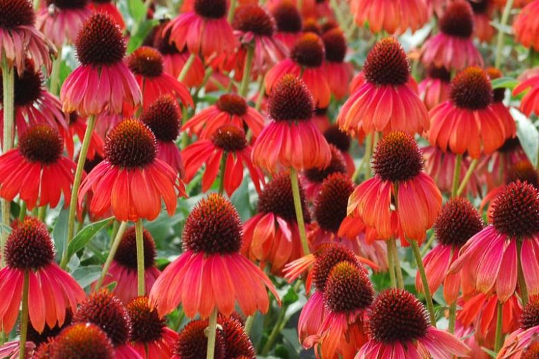 Echinacea 'Firebird', Firebird Echinacea, Coneflower 'Firebird', Red coneflower, Red Echinacea, Coneflower, Coneflowers