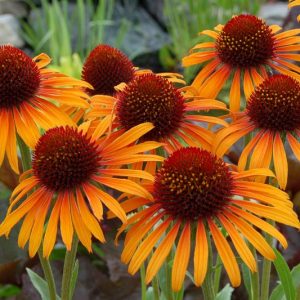 Echinacea 'Flame Thrower', Coneflower 'Flame Thrower', Orange coneflower, Orange coneflowers, Orange Echinacea, Yellow coneflower, Yellow coneflowers, Yellow Echinacea, Coneflower, Coneflowers