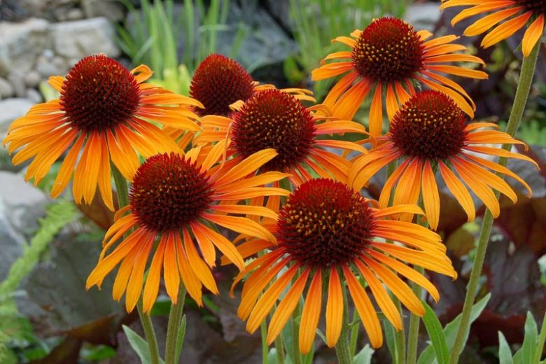 Echinacea 'Flame Thrower', Coneflower 'Flame Thrower', Orange coneflower, Orange coneflowers, Orange Echinacea, Yellow coneflower, Yellow coneflowers, Yellow Echinacea, Coneflower, Coneflowers
