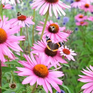 Coneflower, Coneflowers, Echinacea purpurea, Cone Flower, Cone Flowers, Echinacea angustifolia, Echinacea pallida, Echinacea paradoxa, Echinacea tennesseensis