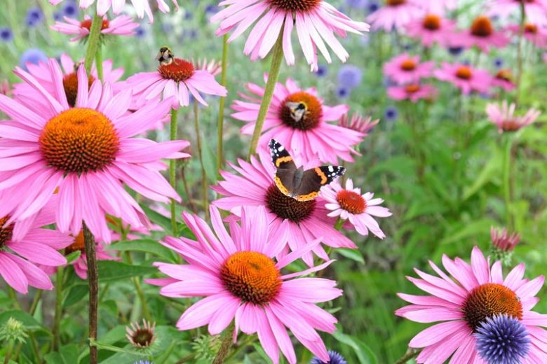 Coneflower, Coneflowers, Echinacea purpurea, Cone Flower, Cone Flowers, Echinacea angustifolia, Echinacea pallida, Echinacea paradoxa, Echinacea tennesseensis