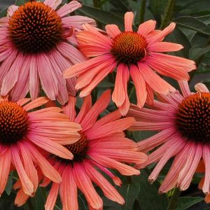 Echinacea 'Mama Mia', Coneflower 'Mama Mia', Orange coneflower, Orange coneflowers, Orange Echinacea, Red coneflower, Red coneflowers, Red Echinacea, Coneflower, Coneflowers