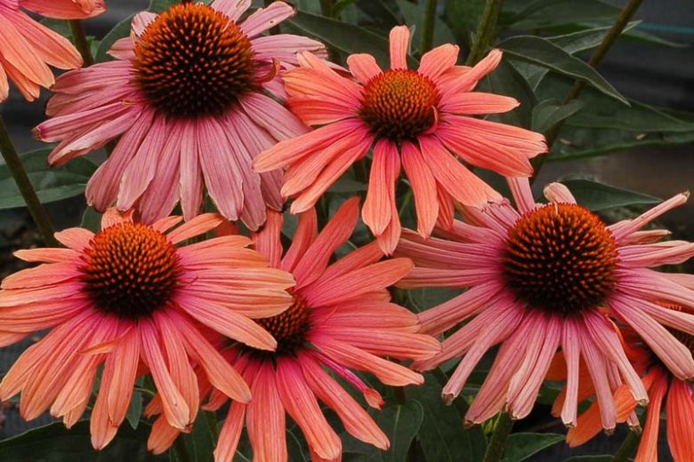 Echinacea 'Mama Mia', Coneflower 'Mama Mia', Orange coneflower, Orange coneflowers, Orange Echinacea, Red coneflower, Red coneflowers, Red Echinacea, Coneflower, Coneflowers