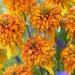Echinacea Marmalade, Marmalade Echinacea, Coneflower Marmalade, Cone-fections Series, Orange coneflower, Orange coneflowers, Orange Echinacea, Orange Flowers, Orange Perennials