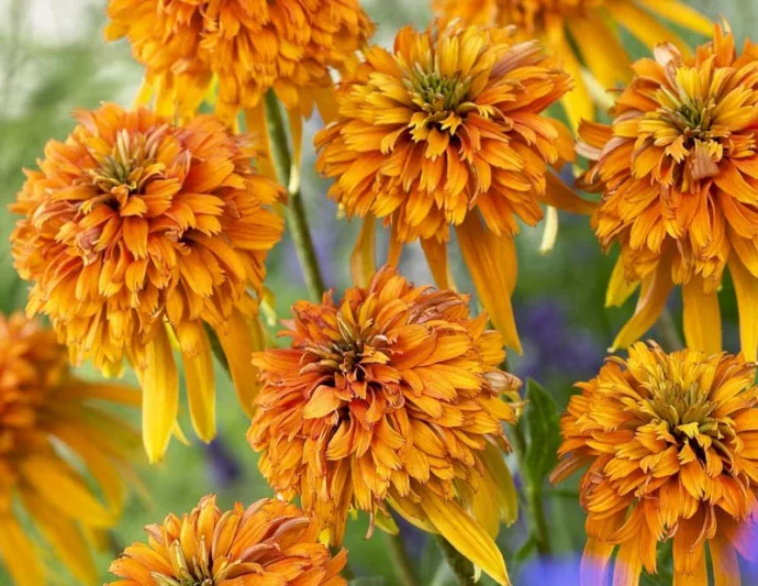 Echinacea Marmalade, Marmalade Echinacea, Coneflower Marmalade, Cone-fections Series, Orange coneflower, Orange coneflowers, Orange Echinacea, Orange Flowers, Orange Perennials