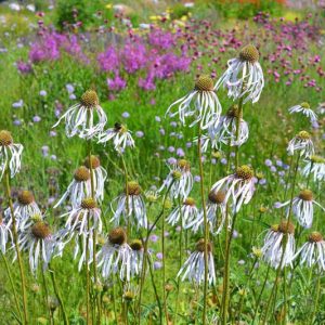 Echinacea Pallida 'Hula Dancer', Pale Purple Coneflower 'Hula Dancer', Purple Coneflower, Purple Echinacea, Coneflower, Cone flowers, Coneflowers