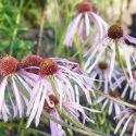 Echinacea Pallida, Pale Purple Coneflower, Rudbeckia Pallida, Brouneria Pallida, Purple Coneflower, Purple Echinacea, Coneflower, Cone flowers, Coneflowers