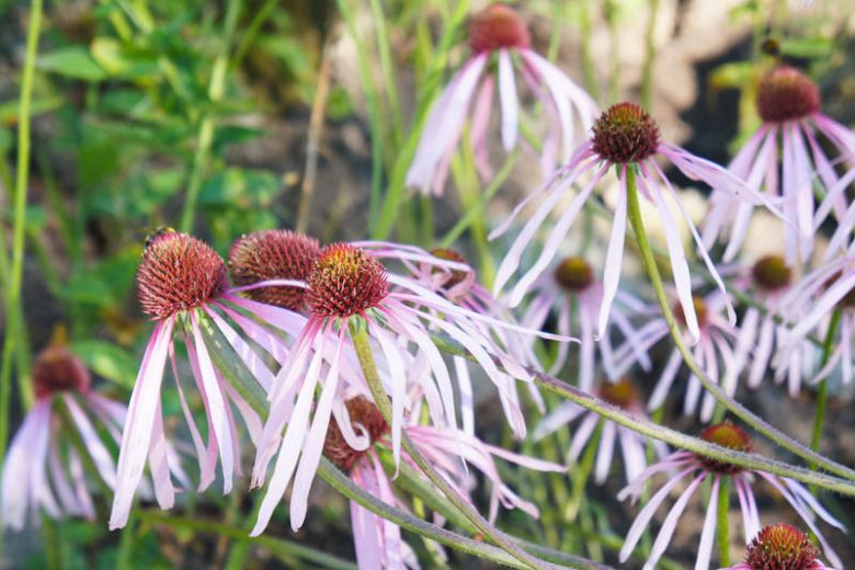 Echinacea Pallida, Pale Purple Coneflower, Rudbeckia Pallida, Brouneria Pallida, Purple Coneflower, Purple Echinacea, Coneflower, Cone flowers, Coneflowers