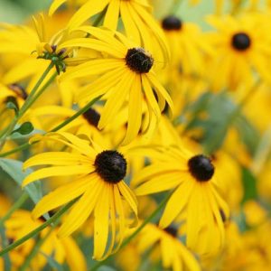 Echinacea Paradoxa, Yellow Coneflower, Bush's Purple Coneflower, Ozark Coneflower, Yellow Echinacea, Coneflower, Cone flowers, Coneflowers