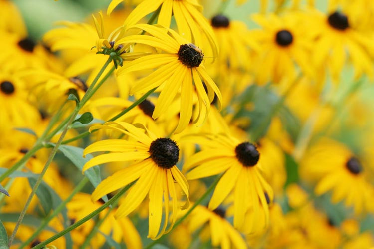 Echinacea Paradoxa, Yellow Coneflower, Bush's Purple Coneflower, Ozark Coneflower, Yellow Echinacea, Coneflower, Cone flowers, Coneflowers