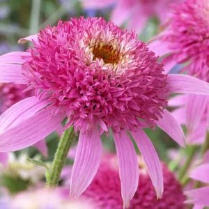 Echinacea 'Pink Double Delight', Coneflower 'Pink Double Delight', Echinacea Purpurea 'Pink Double Delight', Pink Coneflowers, Pink Echinacea, Double Coneflowers, Double Echinacea