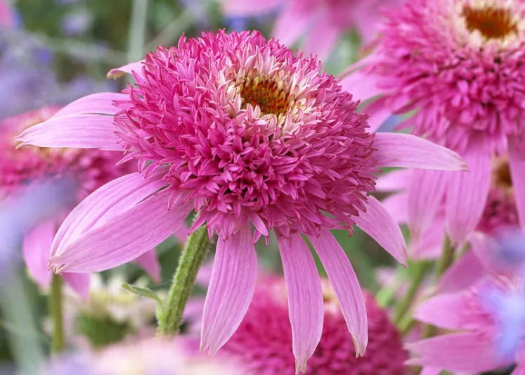 Echinacea 'Pink Double Delight', Coneflower 'Pink Double Delight', Echinacea Purpurea 'Pink Double Delight', Pink Coneflowers, Pink Echinacea, Double Coneflowers, Double Echinacea