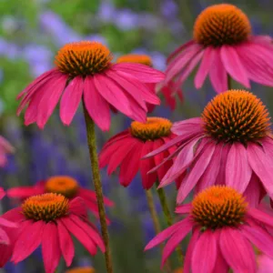 Echinacea 'PowWow Wild Berry', Echinacea purpurea 'PowWow Wild Berry', Coneflower 'PowWow Wild Berry', Echinacea PowWow Series, Pink coneflower, Pink coneflowers, Pink Echinacea, Coneflower, Coneflowers