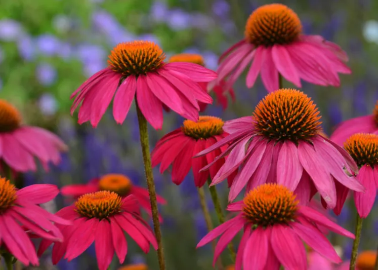 Echinacea 'PowWow Wild Berry', Echinacea purpurea 'PowWow Wild Berry', Coneflower 'PowWow Wild Berry', Echinacea PowWow Series, Pink coneflower, Pink coneflowers, Pink Echinacea, Coneflower, Coneflowers