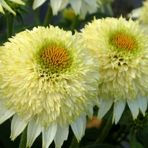 Echinacea Aloha, Aloha Echinacea, Coneflower 'Aloha', Yellow coneflower, Yellow coneflowers, Yellow Echinacea, Yellow Flowers, Yellow Perennials