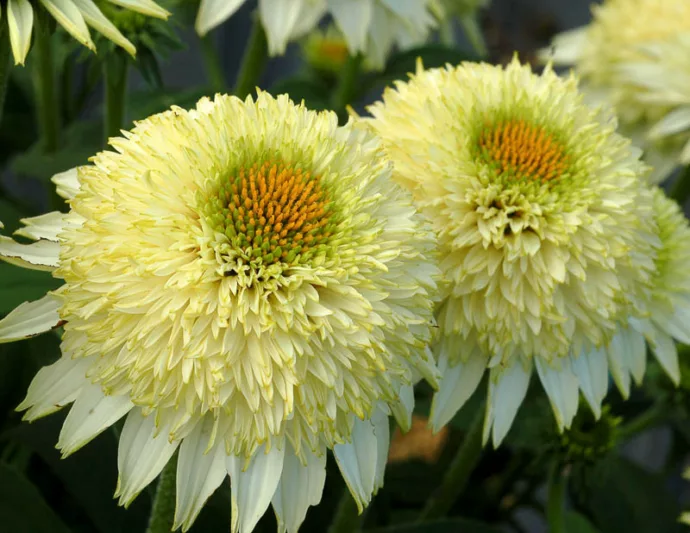 Echinacea Aloha, Aloha Echinacea, Coneflower 'Aloha', Yellow coneflower, Yellow coneflowers, Yellow Echinacea, Yellow Flowers, Yellow Perennials