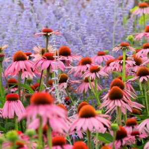 Echinacea Purpurea, Eastern Purple Coneflower, Purple Coneflower, Brauneria purpurea, Echinacea purpurea var. arkansana, Rudbeckia purpurea, Pink Coneflower, Pink Echinacea