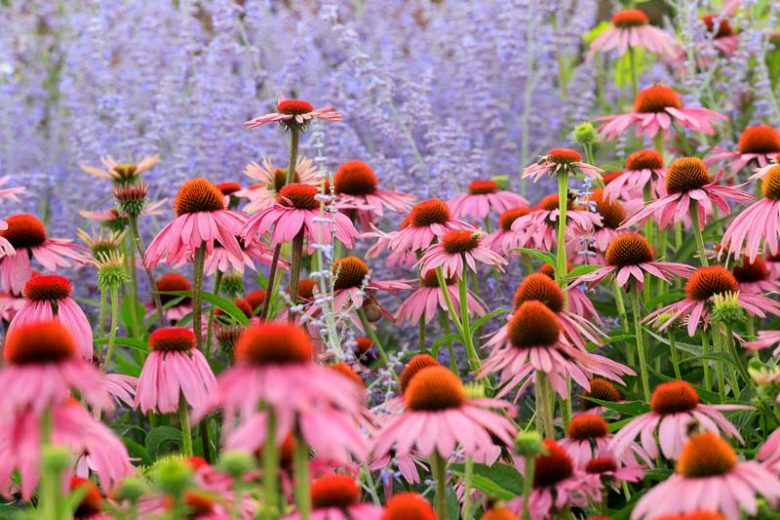 Echinacea Purpurea, Eastern Purple Coneflower, Purple Coneflower, Brauneria purpurea, Echinacea purpurea var. arkansana, Rudbeckia purpurea, Pink Coneflower, Pink Echinacea