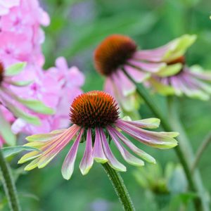 Echinacea Purpurea 'Green Envy',Coneflower 'Green Envy', Pink coneflower, Pink  coneflowers, Pink  Echinacea, Coneflower, Coneflowers