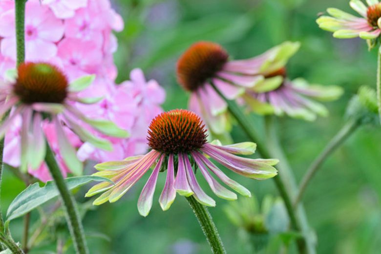 Echinacea Purpurea 'Green Envy',Coneflower 'Green Envy', Pink coneflower, Pink  coneflowers, Pink  Echinacea, Coneflower, Coneflowers