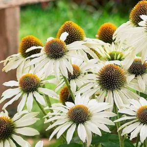 Echinacea purpurea Avalanche, Avalanche Echinacea, Coneflower Avalanche, White coneflower, White coneflowers, White Echinacea, White Flowers, White Perennials