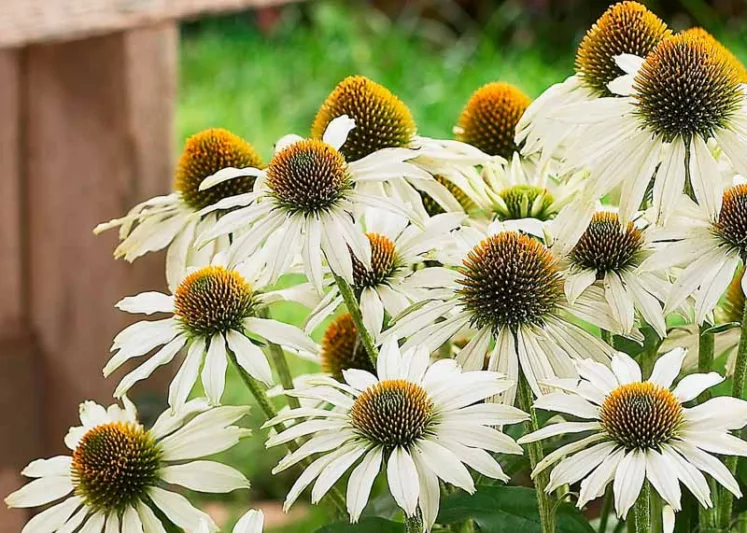 Echinacea purpurea Avalanche, Avalanche Echinacea, Coneflower Avalanche, White coneflower, White coneflowers, White Echinacea, White Flowers, White Perennials
