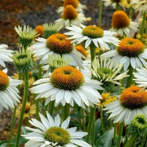 Echinacea Purpurea 'Fragrant Angel',Coneflower 'Fragrant Angel', Echinacea Purpurea 'Fragrant Angel', White coneflower, White coneflowers, White Echinacea, Coneflower, Coneflowers