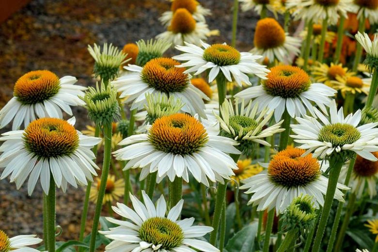 Echinacea Purpurea 'Fragrant Angel',Coneflower 'Fragrant Angel', Echinacea Purpurea 'Fragrant Angel', White coneflower, White coneflowers, White Echinacea, Coneflower, Coneflowers