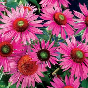 Echinacea Purpurea 'Green Eyes', Coneflower 'Green Eyes', Echinacea Purpurea 'Green Eyes', Pink coneflower, Pink coneflowers, Pink Echinacea, Coneflower, Coneflowers