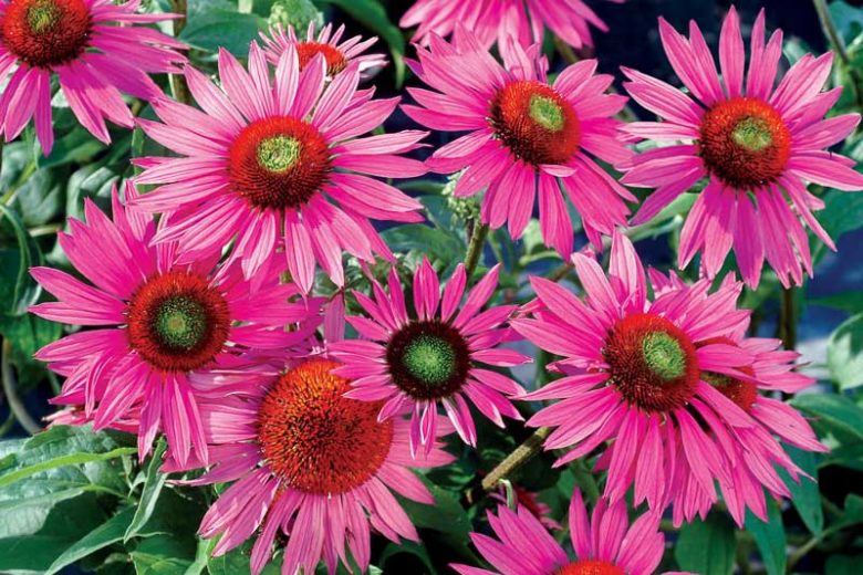 Echinacea Purpurea 'Green Eyes', Coneflower 'Green Eyes', Echinacea Purpurea 'Green Eyes', Pink coneflower, Pink coneflowers, Pink Echinacea, Coneflower, Coneflowers