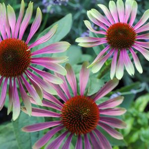 Echinacea Purpurea 'Green Twister',Coneflower 'Green Twister', Pink coneflower, Pink coneflowers, Pink Echinacea, Coneflower, Coneflowers