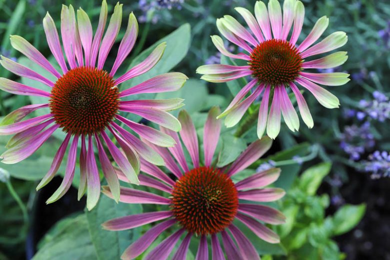 Echinacea Purpurea 'Green Twister',Coneflower 'Green Twister', Pink coneflower, Pink coneflowers, Pink Echinacea, Coneflower, Coneflowers