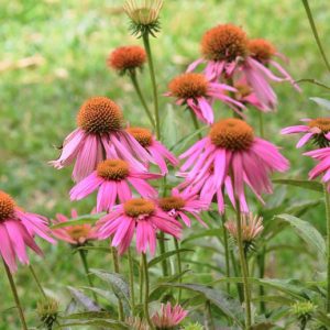 Echinacea Purpurea 'Kim's Knee High', Coneflower 'Kim's Knee High', Echinacea 'Kim's Knee High', Purple Coneflower, Purple Echinacea, Echinacea Purpurea