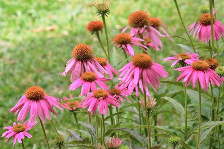 Echinacea Purpurea 'Kim's Knee High', Coneflower 'Kim's Knee High', Echinacea 'Kim's Knee High', Purple Coneflower, Purple Echinacea, Echinacea Purpurea