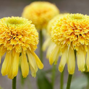 Echinacea purpurea Lemon Drop, Lemon Drop Echinacea, Coneflower Lemon Drop, Cone-fections Series, Yellow coneflower, Yellow coneflowers, Yellow Echinacea, Yellow Flowers, Yellow Perennials