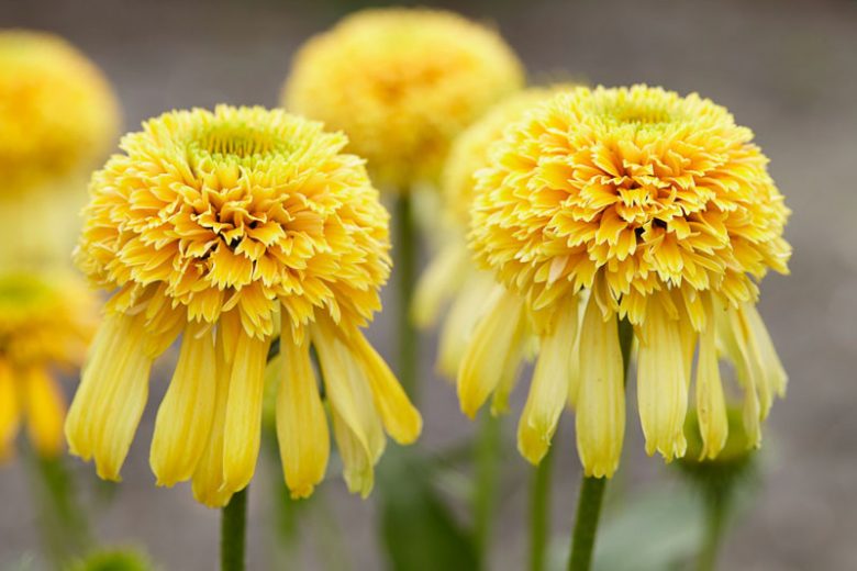 Echinacea purpurea Lemon Drop, Lemon Drop Echinacea, Coneflower Lemon Drop, Cone-fections Series, Yellow coneflower, Yellow coneflowers, Yellow Echinacea, Yellow Flowers, Yellow Perennials