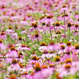 Echinacea Purpurea 'Magnus', Coneflower 'Magnus', Echinacea 'Magnus', Purple Coneflower, Purple Echinacea, Echinacea Purpurea