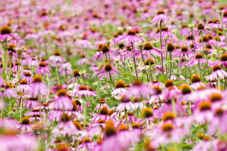 Echinacea Purpurea 'Magnus', Coneflower 'Magnus', Echinacea 'Magnus', Purple Coneflower, Purple Echinacea, Echinacea Purpurea