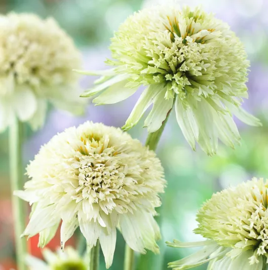Echinacea purpurea 'Meringue', Meringue Echinacea, Coneflower Meringue, Cone-fections Series, Cream coneflower, Cream coneflowers, Cream Echinacea, Cream Flowers, Cream Perennials