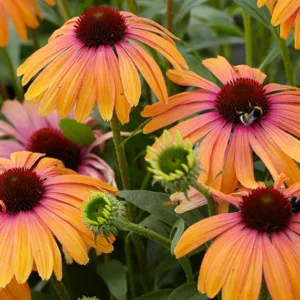 Echinacea purpurea Rainbow Marcella, Rainbow Marcella Echinacea, Purple Coneflower Rainbow Marcella, Echinacea 'Rainb299', Butterfly Series, Orange Coneflowers, Orange Echinaceas