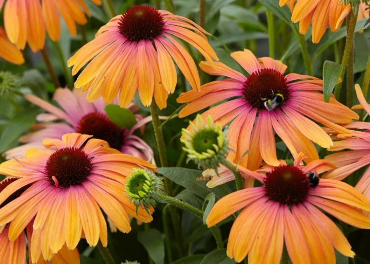Echinacea purpurea Rainbow Marcella, Rainbow Marcella Echinacea, Purple Coneflower Rainbow Marcella, Echinacea 'Rainb299', Butterfly Series, Orange Coneflowers, Orange Echinaceas