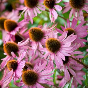 Echinacea Purpurea 'Rubinglow', Coneflower 'Rubinglow', Echinacea 'Rubinglow', Purple Coneflower, Purple Echinacea, Echinacea Purpurea, Pink Coneflower, Pink Echinacea