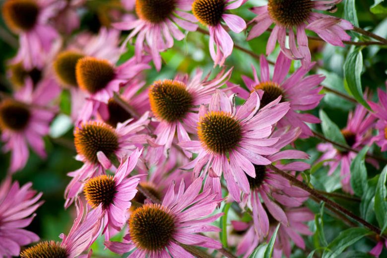 Echinacea Purpurea 'Rubinglow', Coneflower 'Rubinglow', Echinacea 'Rubinglow', Purple Coneflower, Purple Echinacea, Echinacea Purpurea, Pink Coneflower, Pink Echinacea