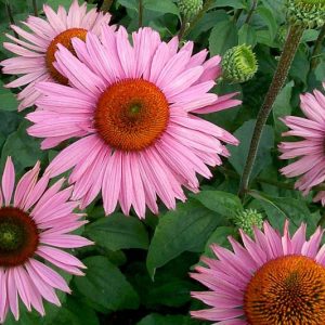 Coneflower Ruby Giant, Echinacea Ruby Giant, Purple Coneflower 'Ruby Giant', Purple Coneflower, Purple Echinacea, Echinacea Purpurea, Award Winning Coneflower