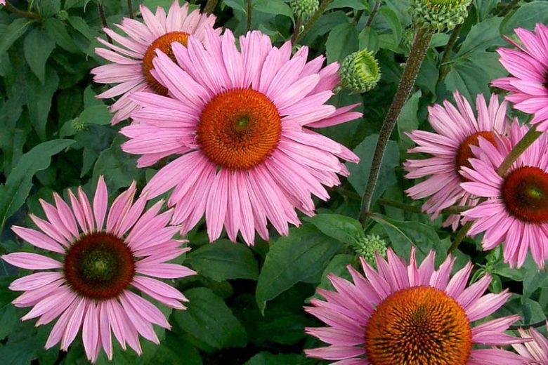 Coneflower Ruby Giant, Echinacea Ruby Giant, Purple Coneflower 'Ruby Giant', Purple Coneflower, Purple Echinacea, Echinacea Purpurea, Award Winning Coneflower