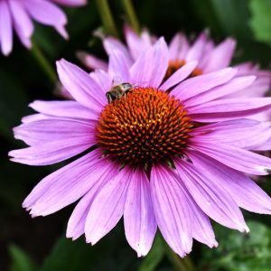 Echinacea purpurea 'Ruby Star', Ruby Star Echinacea, Echinacea purpurea 'Rubinstern', Coneflower 'Ruby Star, Pink coneflower, Pink coneflowers, Pink Echinacea, Pink Flowers, Pink Perennials, Purple coneflowers, Purple Echinacea, Purple Flowers, Purple Perennials