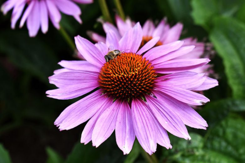 Echinacea purpurea 'Ruby Star', Ruby Star Echinacea, Echinacea purpurea 'Rubinstern', Coneflower 'Ruby Star, Pink coneflower, Pink coneflowers, Pink Echinacea, Pink Flowers, Pink Perennials, Purple coneflowers, Purple Echinacea, Purple Flowers, Purple Perennials
