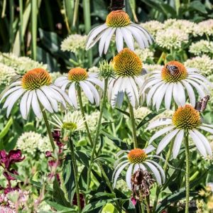 Echinacea Purpurea 'White Swan', Coneflower 'White Swan', Echinacea 'White Swan', White Coneflower, White Echinacea, Echinacea Purpurea