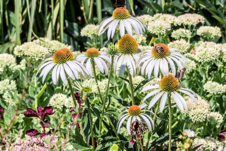 Echinacea Purpurea 'White Swan', Coneflower 'White Swan', Echinacea 'White Swan', White Coneflower, White Echinacea, Echinacea Purpurea